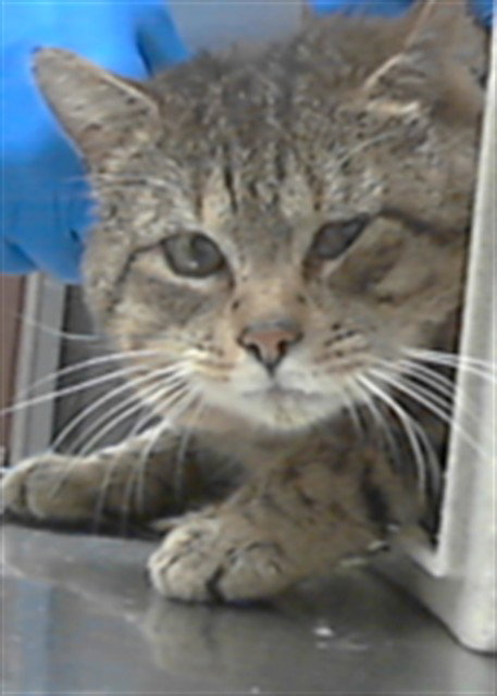 A427987, an adoptable Domestic Medium Hair in Fayetteville, NC