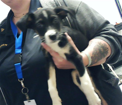 A429071, an adoptable Labrador Retriever in Fayetteville, NC