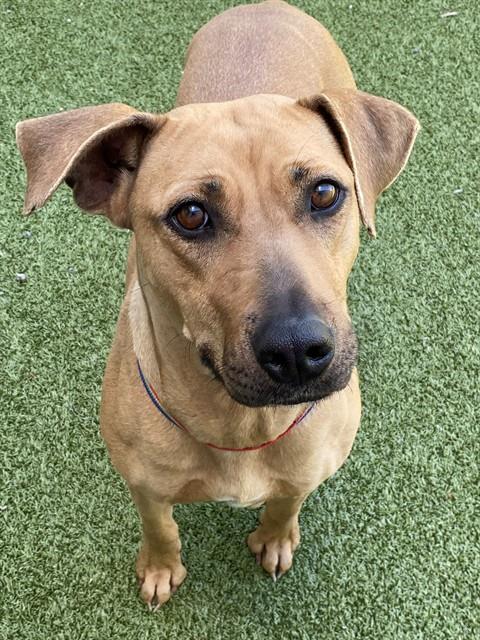 MAX, an adoptable Black Mouth Cur in Fayetteville, NC