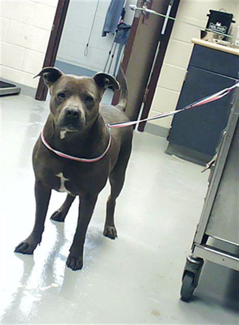 picture of the dog needing adoption