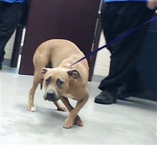 picture of the dog needing adoption