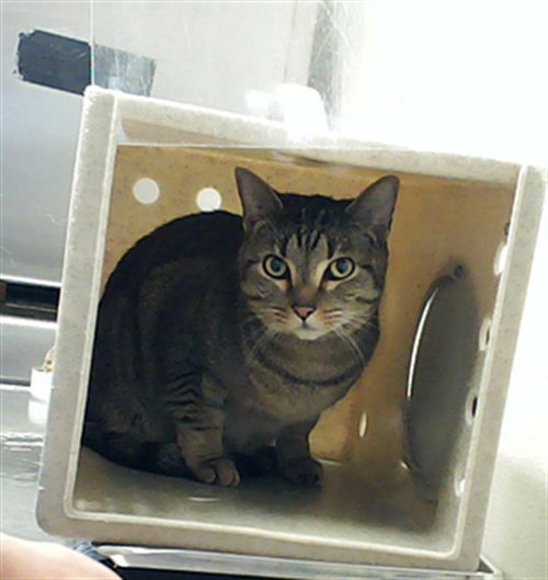 picture of the cat needing adoption