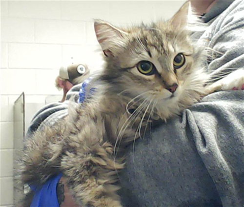 picture of the cat needing adoption