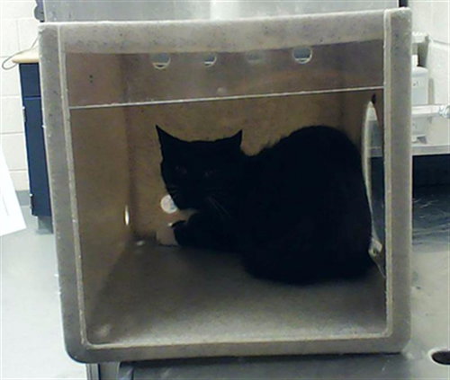 picture of the cat needing adoption