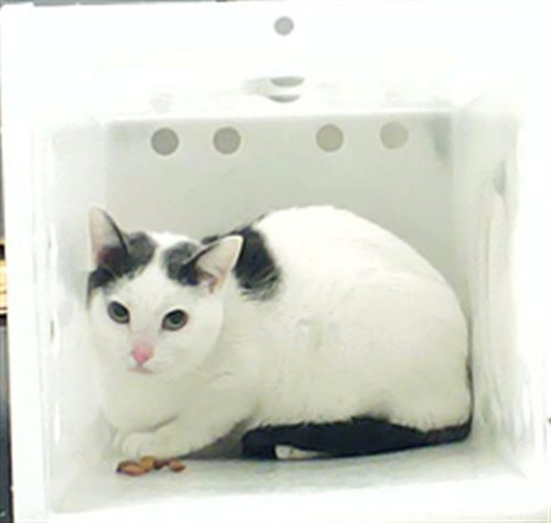 picture of the cat needing adoption