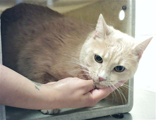 picture of the cat needing adoption