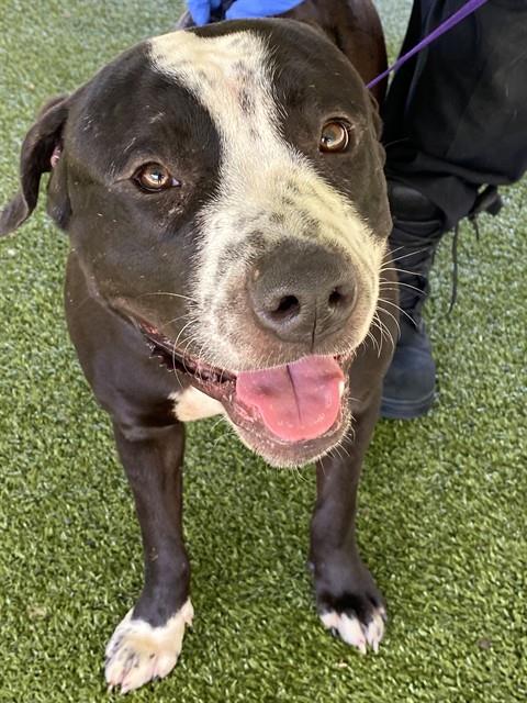 PANDA, an adoptable Pit Bull Terrier in Fayetteville, NC