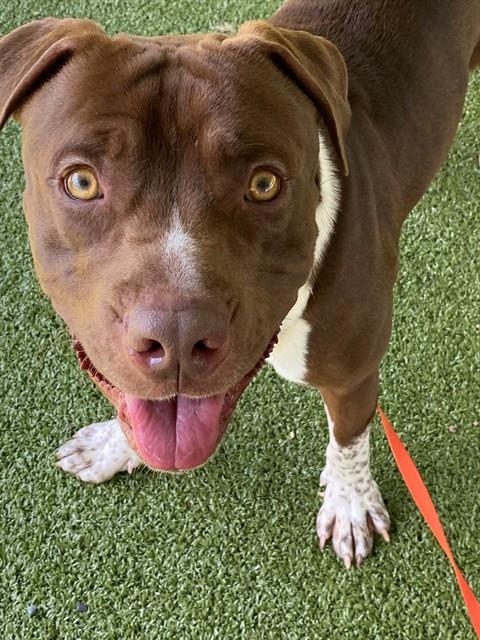 REDBULL, an adoptable Pit Bull Terrier in Fayetteville, NC