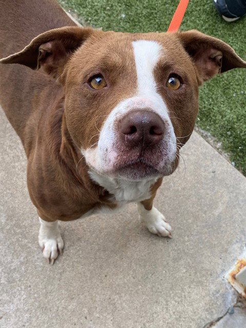 MISSY, an adoptable Pit Bull Terrier in Fayetteville, NC
