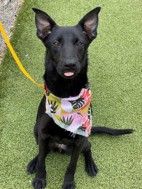 ELEANOR, an adoptable German Shepherd Dog in Fayetteville, NC