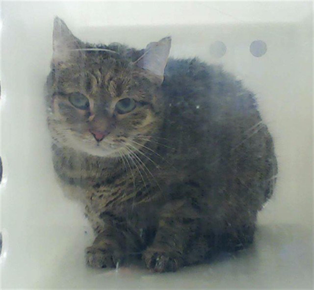 CORA