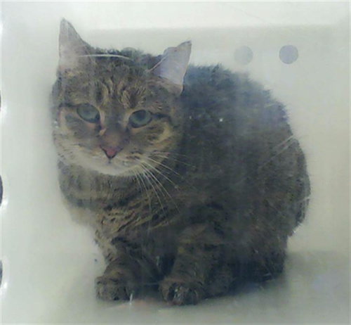 CORA, an adoptable Domestic Short Hair in Fayetteville, NC