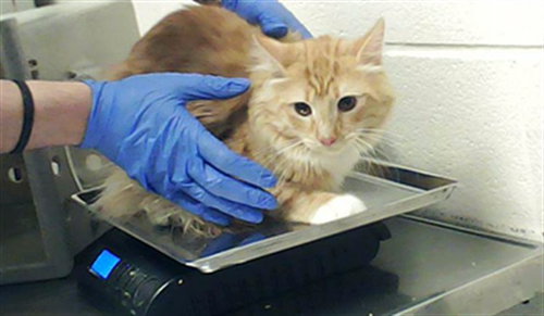 LITTLE GUY, an adoptable Domestic Long Hair in Fayetteville, NC