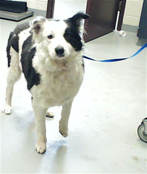 WILFRED, an adoptable Australian Shepherd in Fayetteville, NC