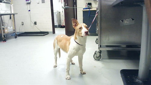 A429923, an adoptable Labrador Retriever in Fayetteville, NC