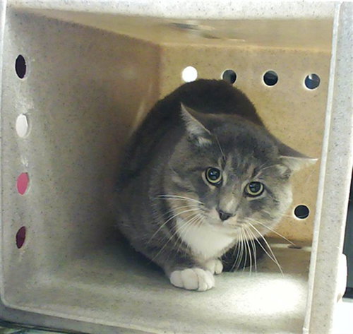 WINSTON, an adoptable Domestic Short Hair in Fayetteville, NC