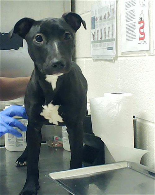 STAR, an adoptable Pit Bull Terrier in Fayetteville, NC