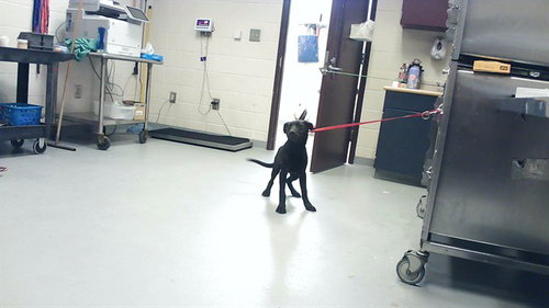 JASPER, an adoptable Labrador Retriever in Fayetteville, NC