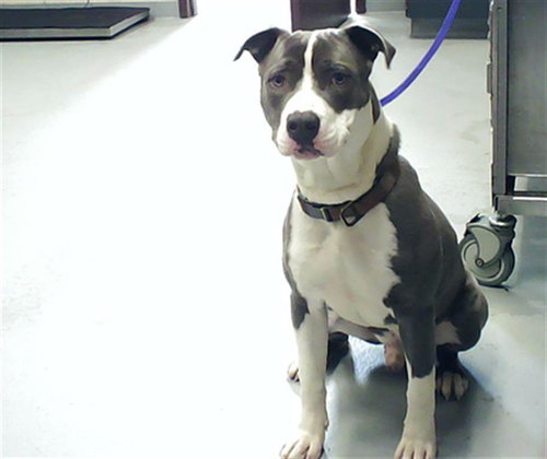 OZZY, an adoptable Pit Bull Terrier in Fayetteville, NC