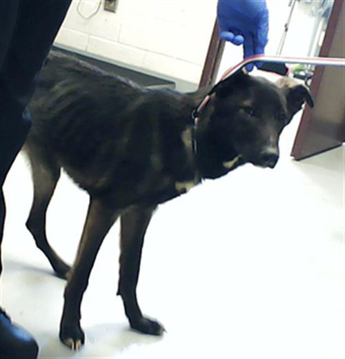 MOLLY, an adoptable German Shepherd Dog in Fayetteville, NC