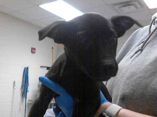 PEARL, an adoptable Pit Bull Terrier in Fayetteville, NC