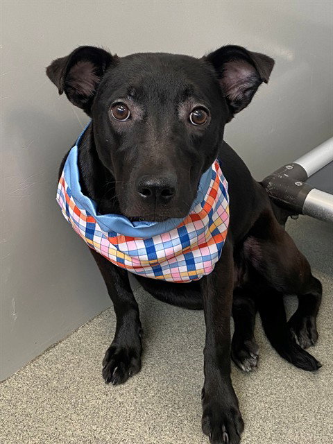PEARL, an adoptable Pit Bull Terrier in Fayetteville, NC