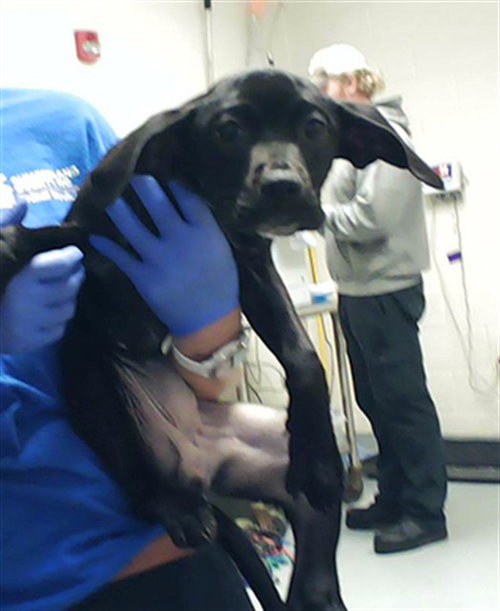 A430103, an adoptable Pit Bull Terrier in Fayetteville, NC
