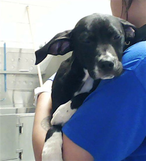A430104, an adoptable Pit Bull Terrier in Fayetteville, NC