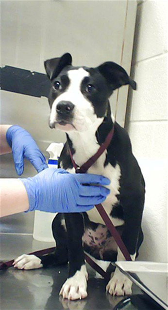 CHARMAINE, an adoptable Pit Bull Terrier in Fayetteville, NC