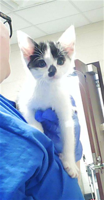 MOO, an adoptable Domestic Short Hair in Fayetteville, NC