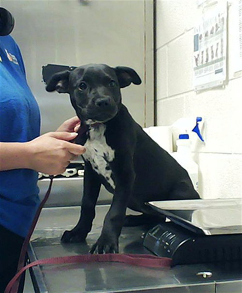 A430211, an adoptable Pit Bull Terrier in Fayetteville, NC