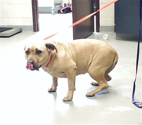 ESTHER, an adoptable Pit Bull Terrier in Fayetteville, NC