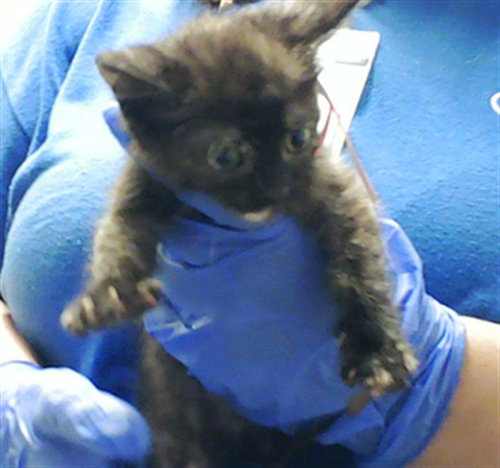 BOBBIE, an adoptable Domestic Short Hair in Fayetteville, NC