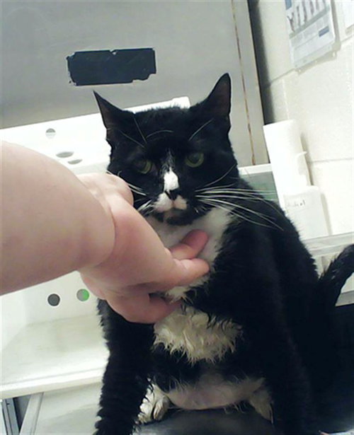 MIDNIGHT, an adoptable Domestic Short Hair in Fayetteville, NC