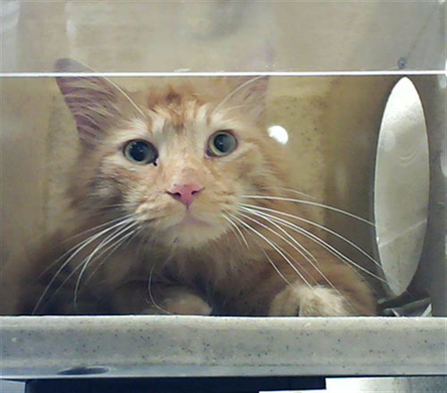 EVAN, an adoptable Domestic Long Hair in Fayetteville, NC