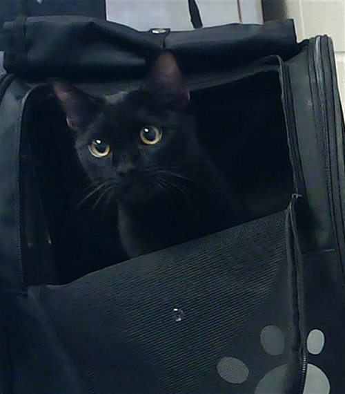 ACE, an adoptable Domestic Short Hair in Fayetteville, NC