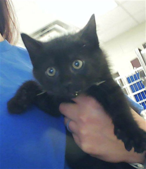AUGUSTUS, an adoptable Domestic Short Hair in Fayetteville, NC