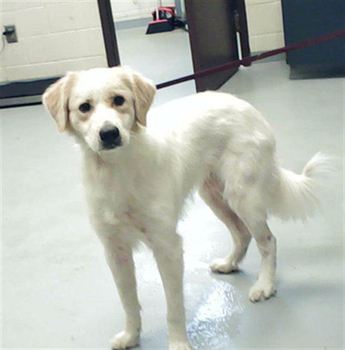 MILA, an adoptable Golden Retriever in Fayetteville, NC