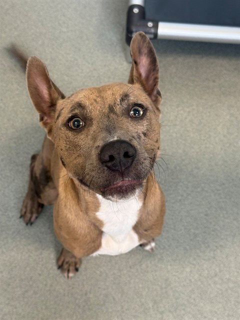 CHARLIE, an adoptable Catahoula Leopard Dog in Fayetteville, NC