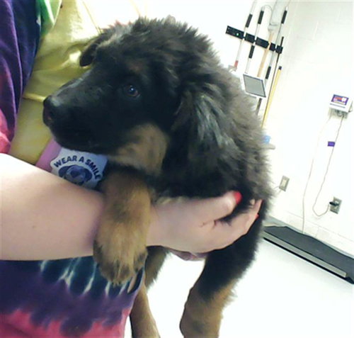 GRIFFIN, an adoptable German Shepherd Dog in Fayetteville, NC