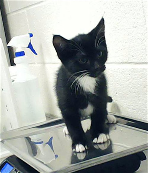 BENI, an adoptable Domestic Short Hair in Fayetteville, NC