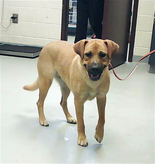LITTLE GIRL, an adoptable German Shepherd Dog in Fayetteville, NC