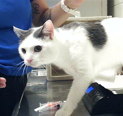 PEARL, an adoptable Domestic Short Hair in Fayetteville, NC