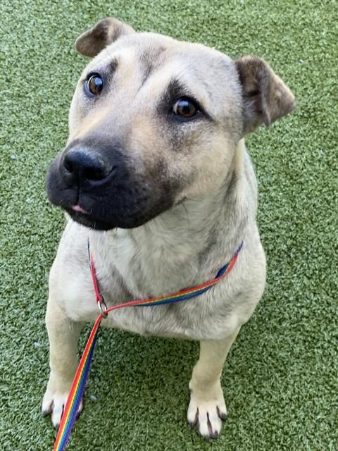 NOELLE, an adoptable Black Mouth Cur in Fayetteville, NC