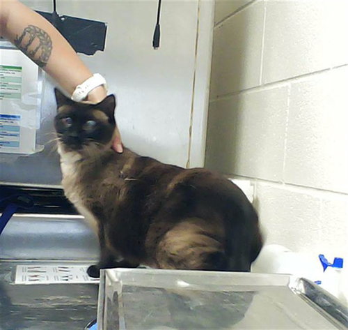 PRISSY, an adoptable Siamese in Fayetteville, NC