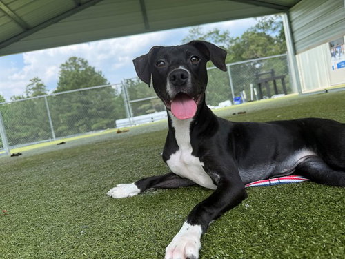 REUX, an adoptable Pit Bull Terrier in Fayetteville, NC