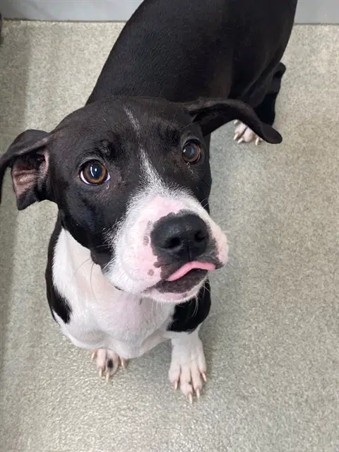 Lily May - Pit Bull Terrier