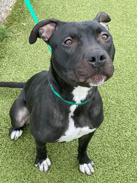 ALEXIS, an adoptable Pit Bull Terrier in Fayetteville, NC