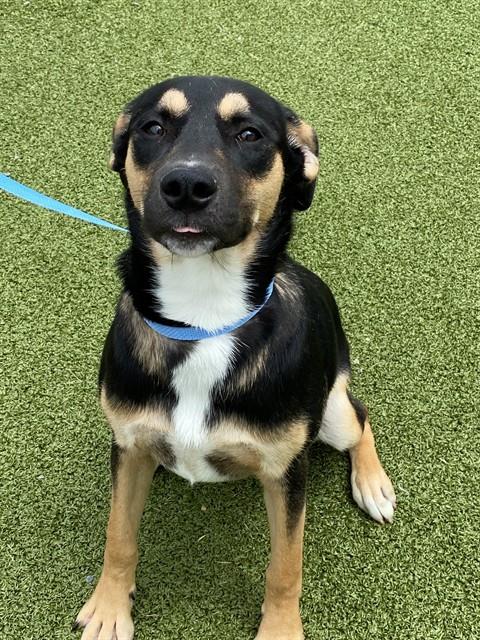 RAINER, an adoptable German Shepherd Dog in Fayetteville, NC