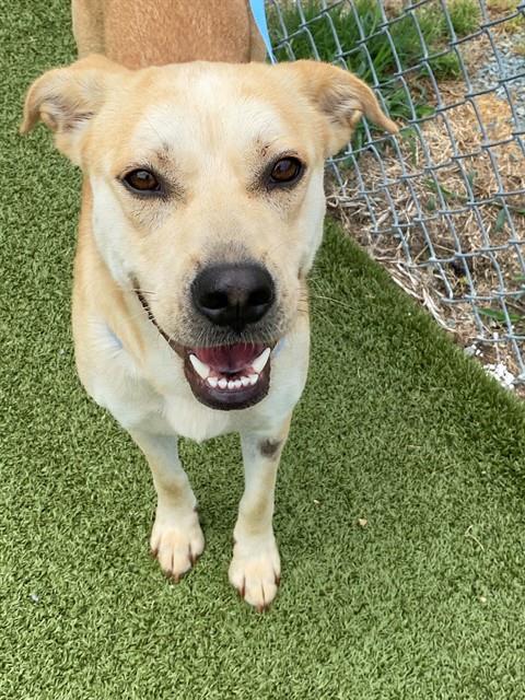 GEMMA, an adoptable Labrador Retriever in Fayetteville, NC